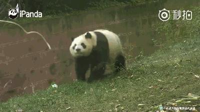 熊猫母爱如山倒:打完孩子就跑 真刺激!