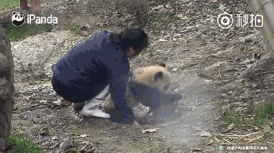 熊猫母爱如山倒:打完孩子就跑 真刺激!
