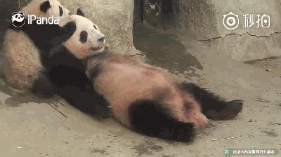 熊猫母爱如山倒:打完孩子就跑 真刺激!