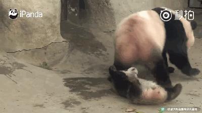 熊猫母爱如山倒:打完孩子就跑 真刺激!