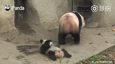 熊猫母爱如山倒:打完孩子就跑 真刺激!