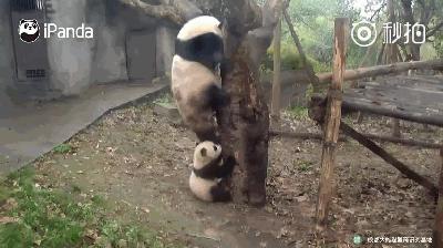 熊猫母爱如山倒:打完孩子就跑 真刺激!