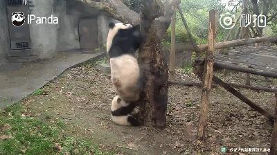 熊猫母爱如山倒:打完孩子就跑 真刺激!
