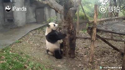 熊猫母爱如山倒:打完孩子就跑 真刺激!