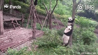 熊猫母爱如山倒:打完孩子就跑 真刺激!