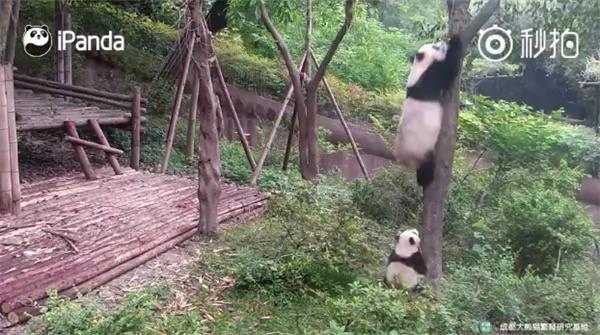 熊猫母爱如山倒:打完孩子就跑 真刺激!
