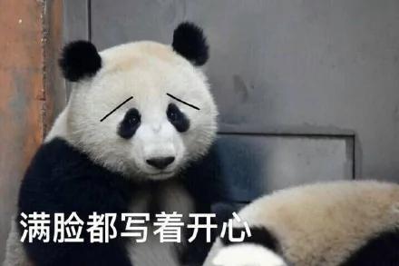 熊猫母爱如山倒:打完孩子就跑 真刺激!