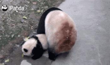 熊猫母爱如山倒:打完孩子就跑 真刺激!