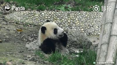 熊猫母爱如山倒:打完孩子就跑 真刺激!