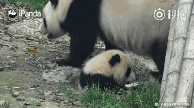 熊猫母爱如山倒:打完孩子就跑 真刺激!
