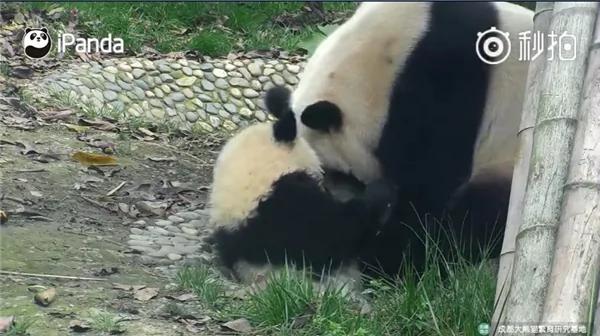 熊猫母爱如山倒:打完孩子就跑 真刺激!