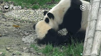 熊猫母爱如山倒:打完孩子就跑 真刺激!
