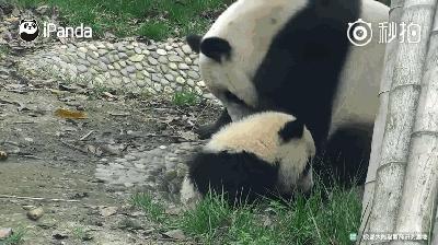 熊猫母爱如山倒:打完孩子就跑 真刺激!