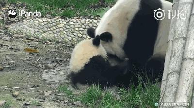 熊猫母爱如山倒:打完孩子就跑 真刺激!