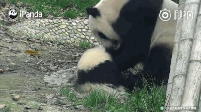 熊猫母爱如山倒:打完孩子就跑 真刺激!