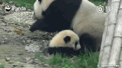 熊猫母爱如山倒:打完孩子就跑 真刺激!