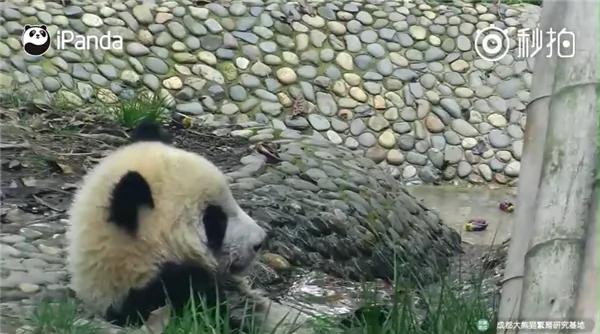 熊猫母爱如山倒:打完孩子就跑 真刺激!