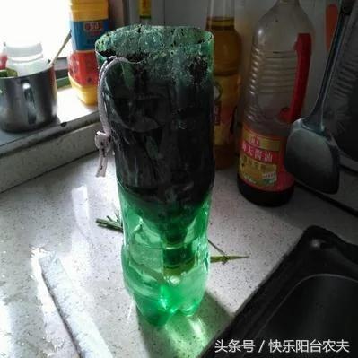 学会这几种简单的自动阳台浇水妙招 种花种菜不再愁