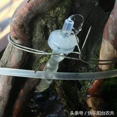 学会这几种简单的自动阳台浇水妙招 种花种菜不再愁