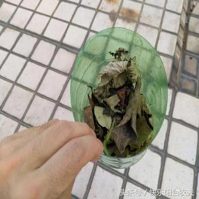 学会这几种简单的自动阳台浇水妙招 种花种菜不再愁
