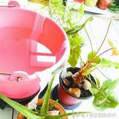 学会这几种简单的自动阳台浇水妙招 种花种菜不再愁