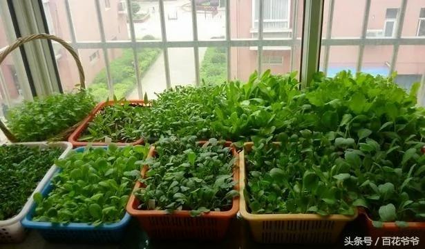 这10种蔬菜比较好种 不用施肥也能长的非常好