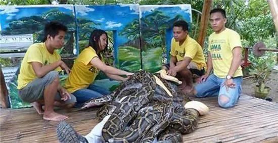 巨蟒为游客按摩 蟒蛇不吃人的原因在这里
