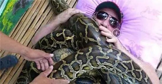 巨蟒为游客按摩 蟒蛇不吃人的原因在这里