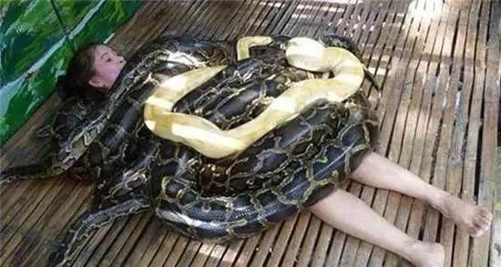 巨蟒为游客按摩 蟒蛇不吃人的原因在这里