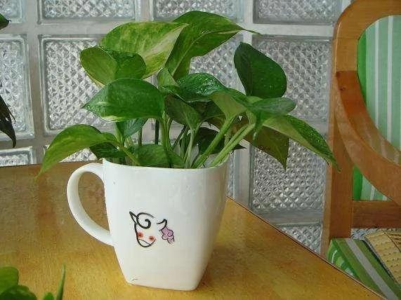 这5种花卉盆栽最适合放养!俩月不管照样长得好好的