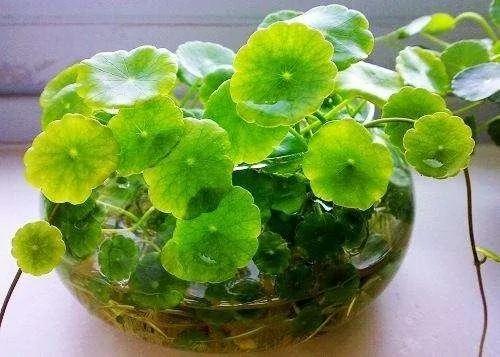 这5种花卉盆栽最适合放养!俩月不管照样长得好好的