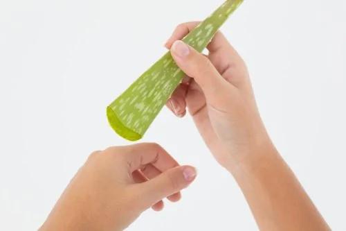 芦荟全身都是宝 鲜为人知的13种疗效