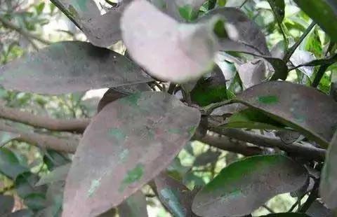 家庭养花最常见的病虫害有哪些 有效分辨与防治手段