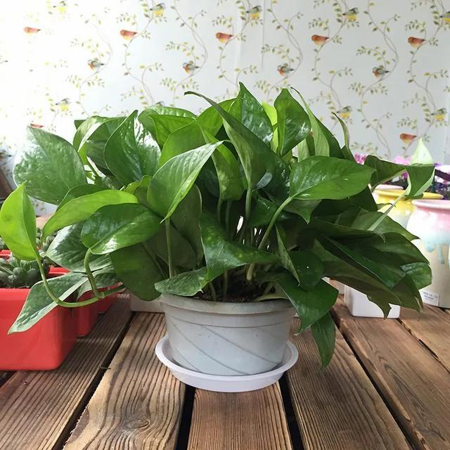 适合办公室的8盆植物推荐买过的人都说好