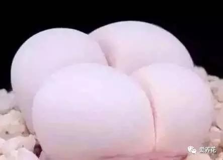 这几种多肉千万别买!等Ta长大你会后悔的!