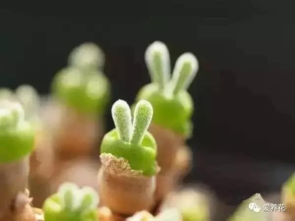这几种多肉千万别买!等Ta长大你会后悔的!