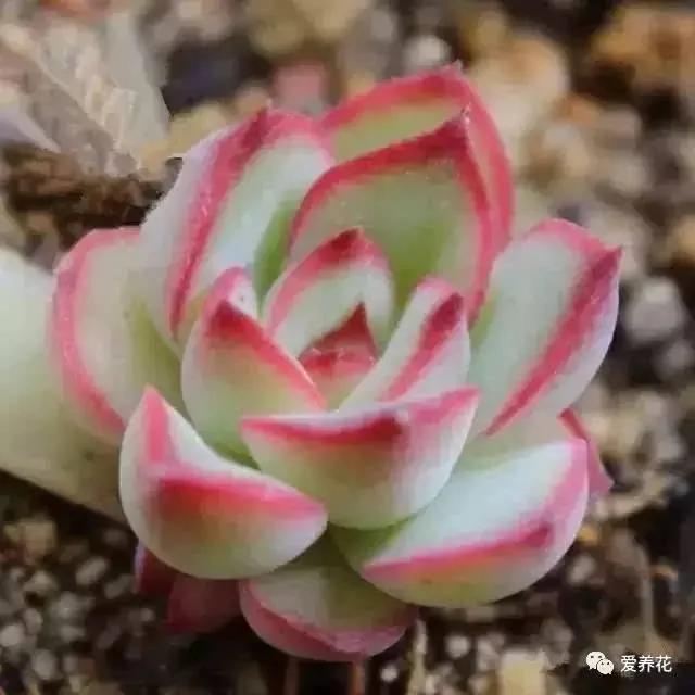 这几种多肉千万别买!等Ta长大你会后悔的!