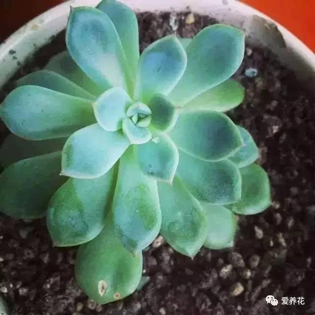 这几种多肉千万别买!等Ta长大你会后悔的!