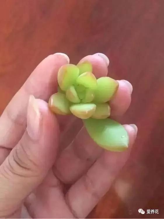 这几种多肉千万别买!等Ta长大你会后悔的!