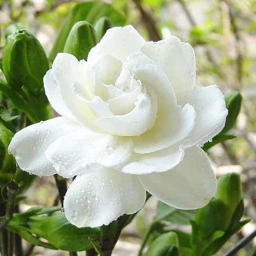 比茉莉花还香的6种花卉 种在阳台 满屋子都飘香 还有药用价值呢