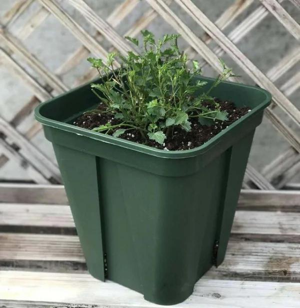 比茉莉花还香的6种花卉 种在阳台 满屋子都飘香 还有药用价值呢
