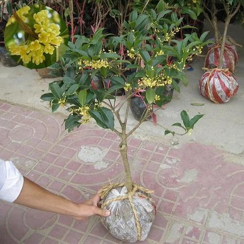 比茉莉花还香的6种花卉 种在阳台 满屋子都飘香 还有药用价值呢