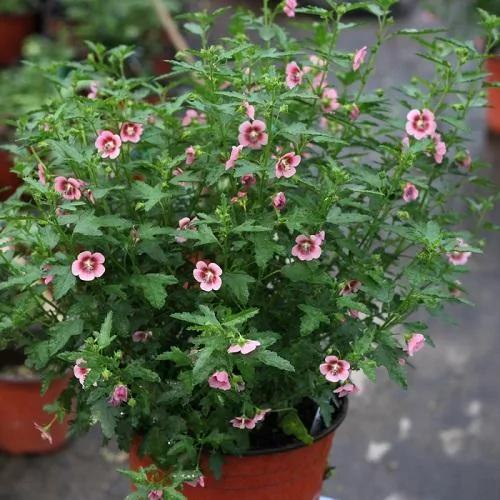 比茉莉花还香的6种花卉 种在阳台 满屋子都飘香 还有药用价值呢