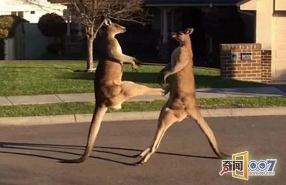 两只袋鼠看不对眼街头火并 都是练家子