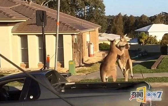 两只袋鼠看不对眼街头火并 都是练家子