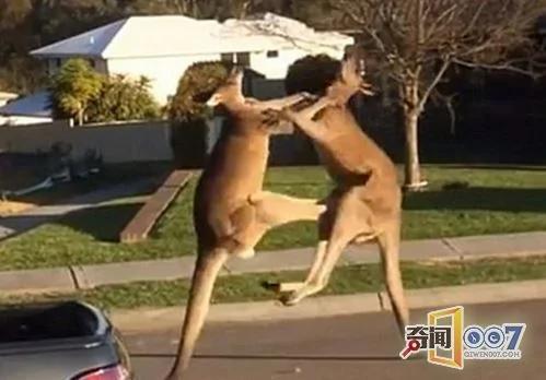两只袋鼠看不对眼街头火并 都是练家子