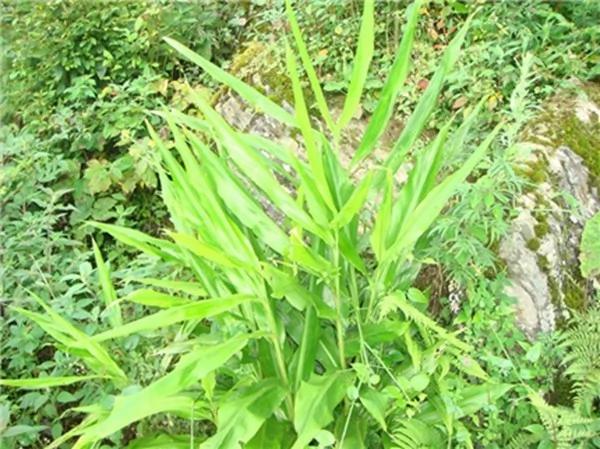 这种植物被日本称为“亚洲人参” 中国人吃了一辈子都没当回事