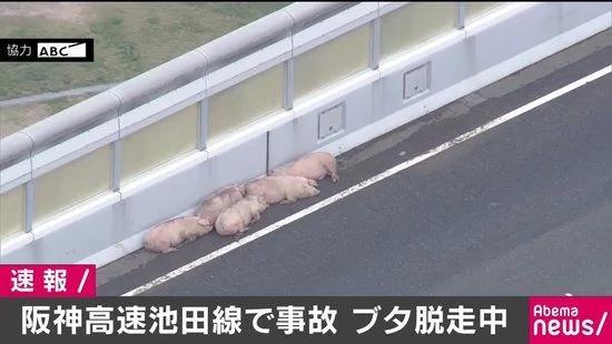 19头猪车祸出逃 高速上睡觉啪啪啪