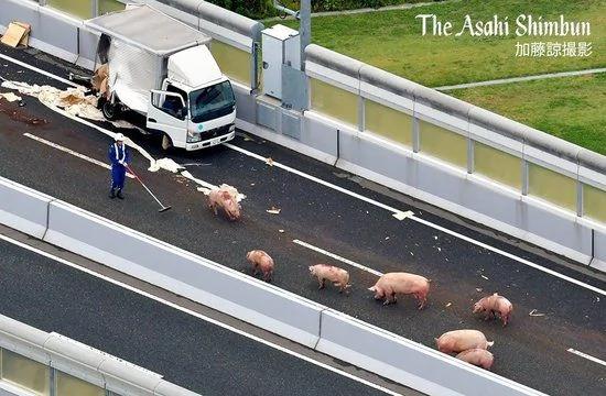 19头猪车祸出逃 高速上睡觉啪啪啪