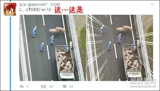 19头猪车祸出逃 高速上睡觉啪啪啪